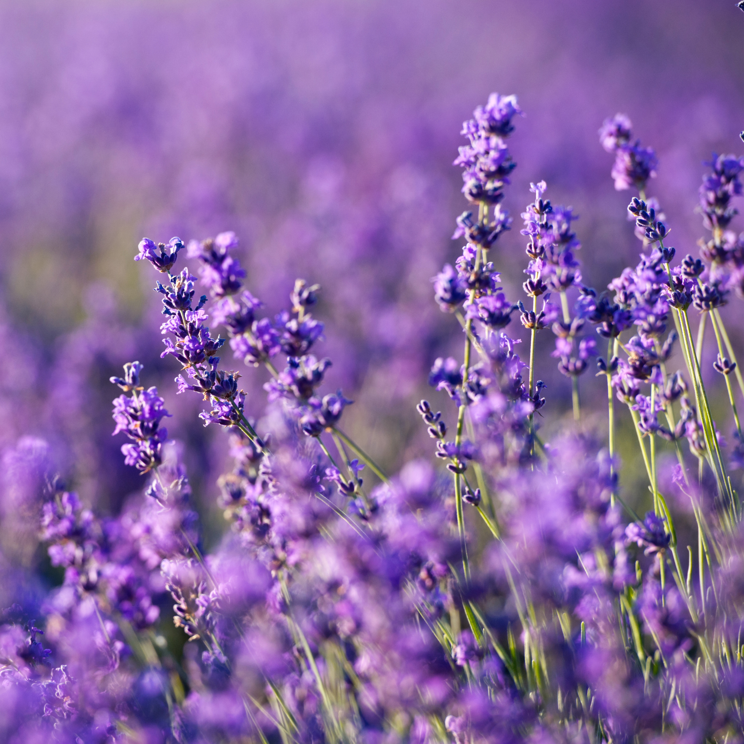 Lavender Blossom - Bruma de Almohada para Sueño Profundo (250 ml)