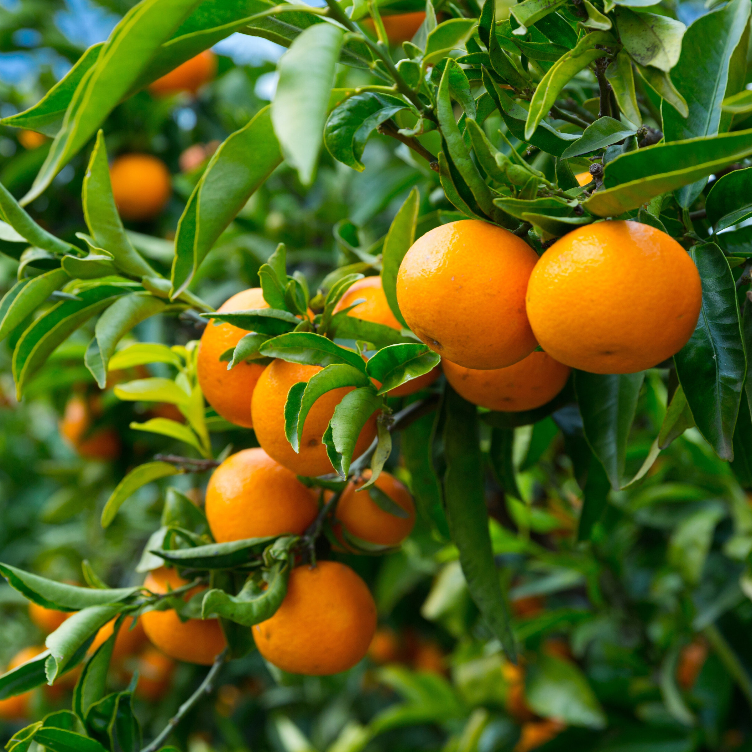 Lavender Blossom - Bruma de Almohada para Sueño Profundo (250 ml)