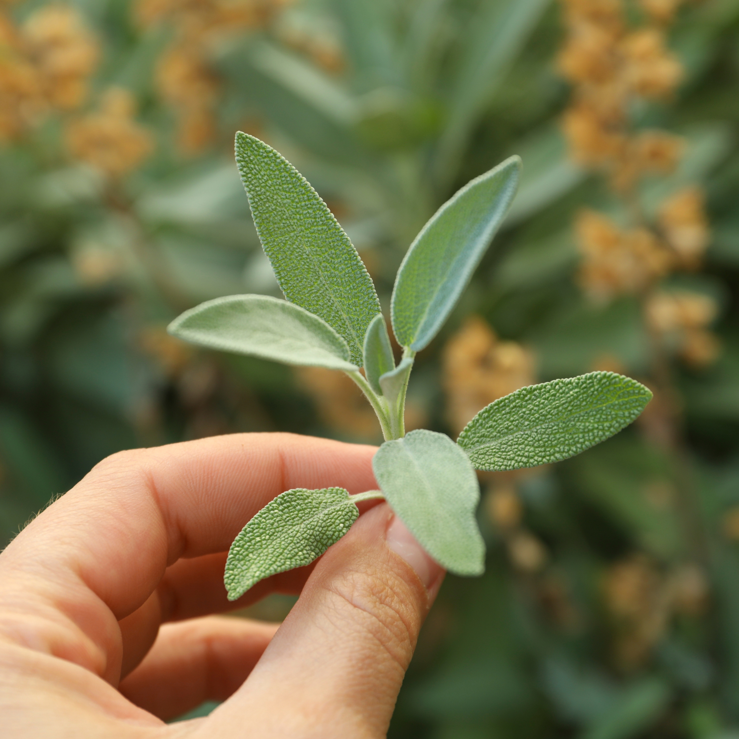 Lavender Blossom - Bruma de Almohada para Sueño Profundo (250 ml)