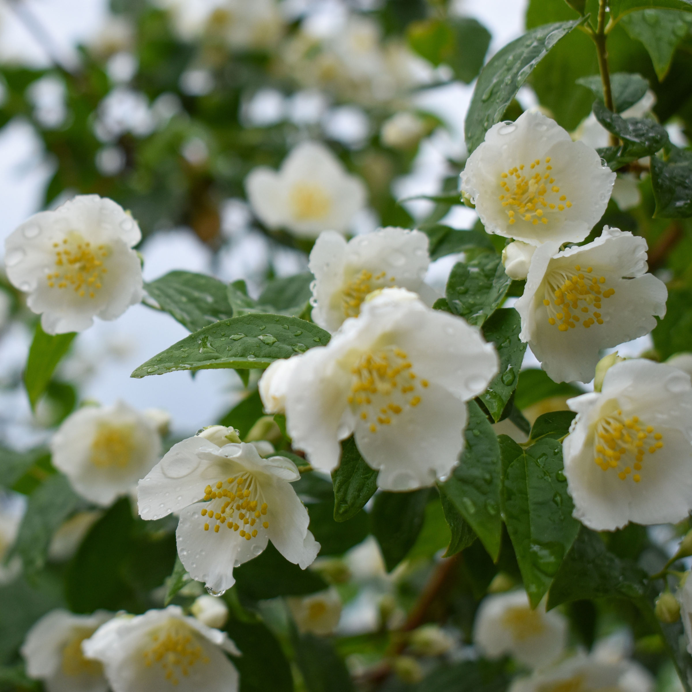 Fruity Floral - Bruma de Almohada para Despejar (250 ml)