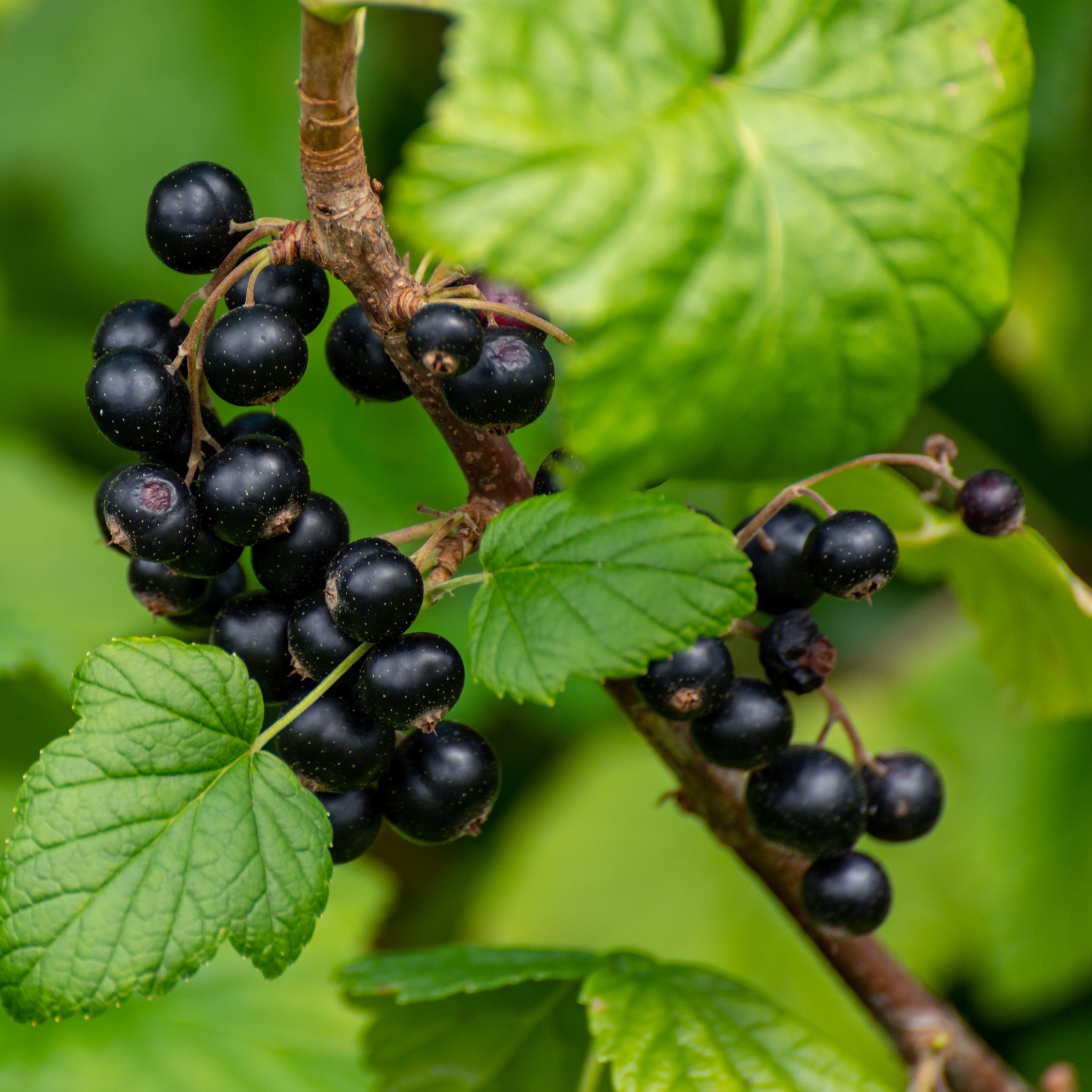 Fruity Floral - Bruma de Almohada para Despejar (250 ml)