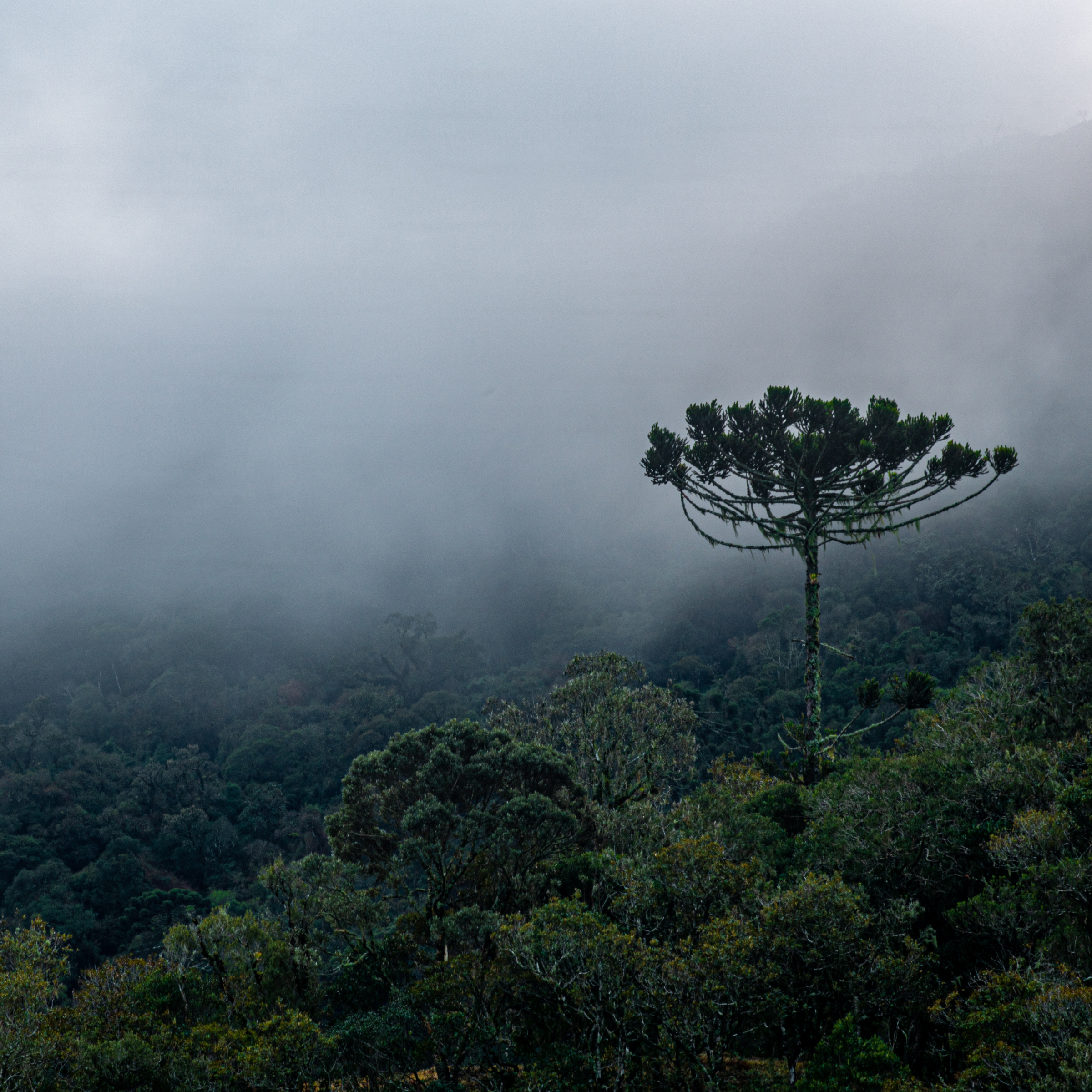 Citrus Forest - Bruma de Almohada para Relajar (250 ml)