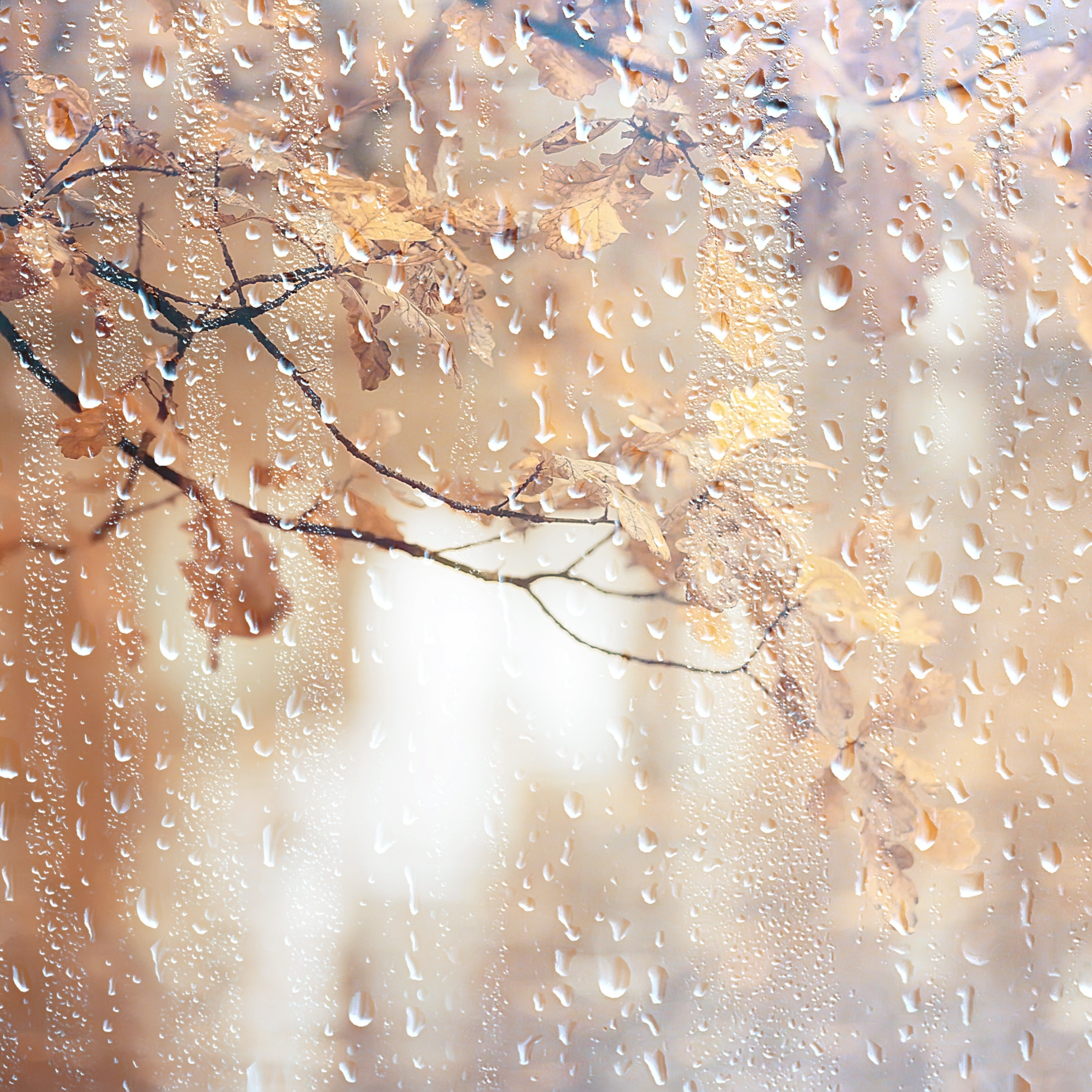 Citrus Forest - Bruma de Almohada para Relajar (250 ml)