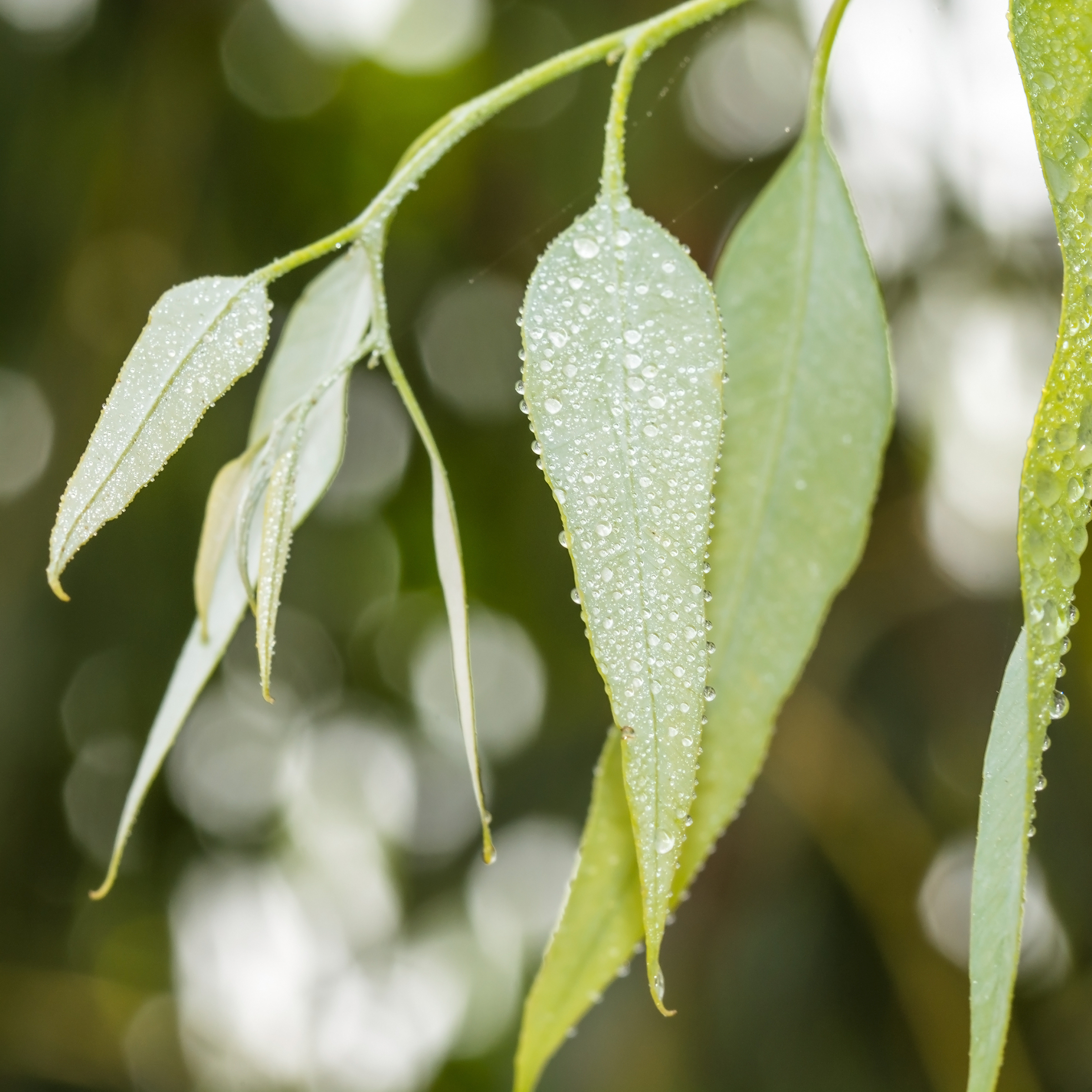 Citrus Forest - Bruma de Almohada para Relajar (250 ml)