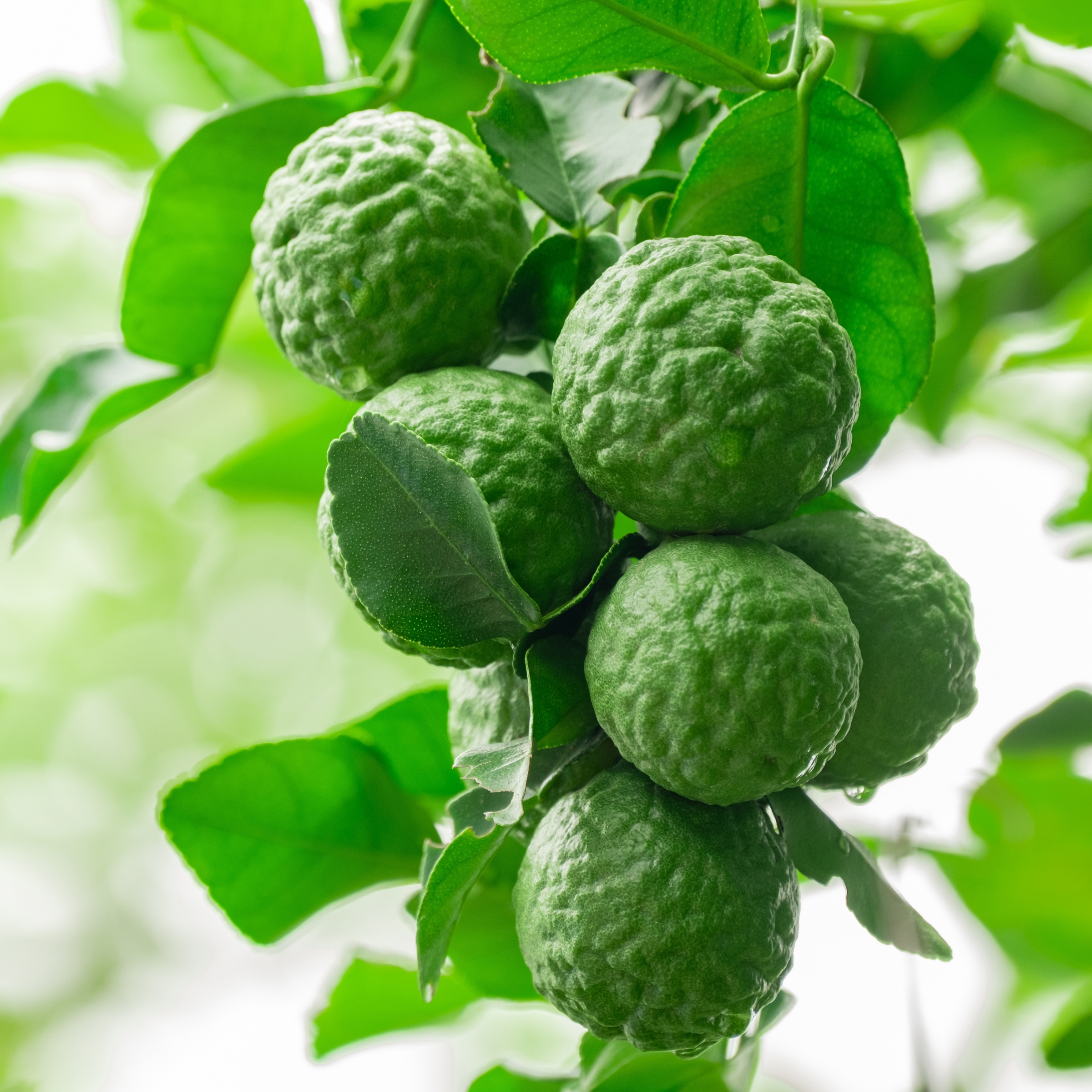 Citrus Forest - Bruma de Almohada para Relajar (250 ml)