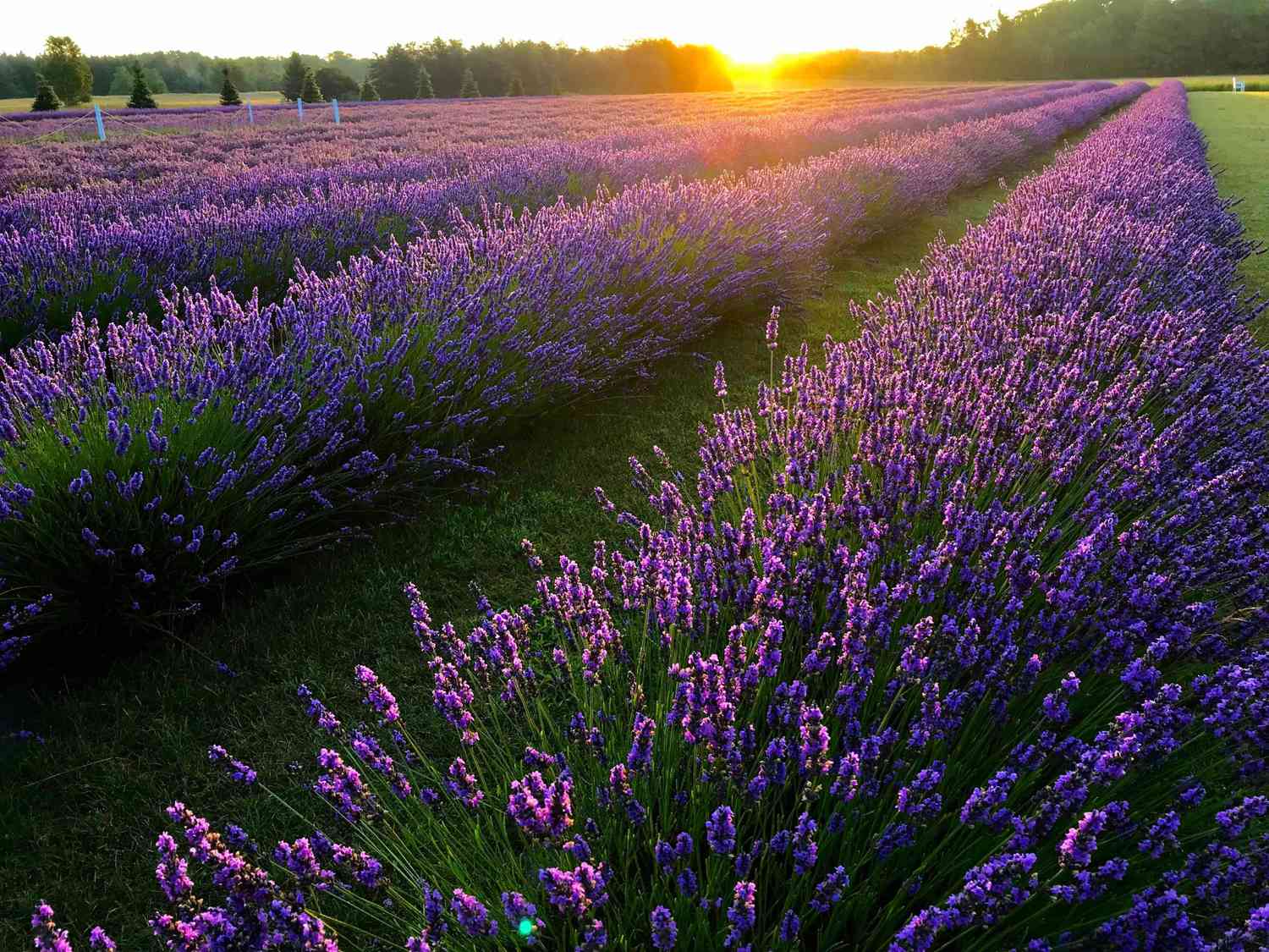 Lavanda y Sueño: El Poder Aromático para un Descanso Profundo